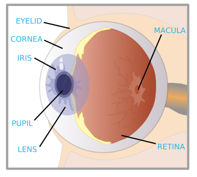 Eye with labels clipart