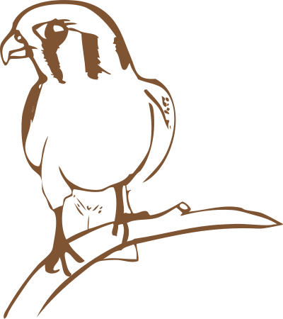 Falcon clipart