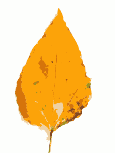 Fall Leaves in Hong Kong 5 clipart