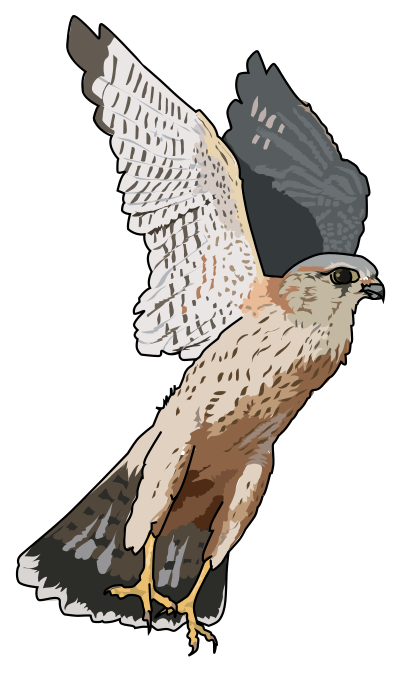 Faucon emerillon - Merlins falcon clipart