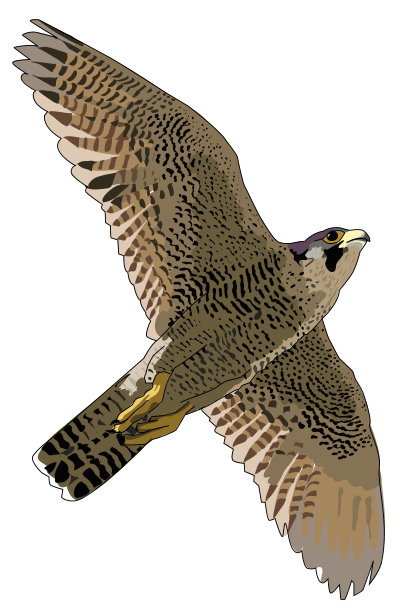 Faucon pelerin - falcon peregrine clipart