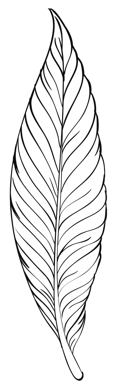 Feather Line Art clipart