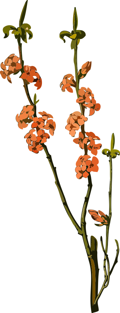 February daphne (low resolution) clipart
