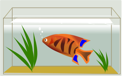 Fish clipart