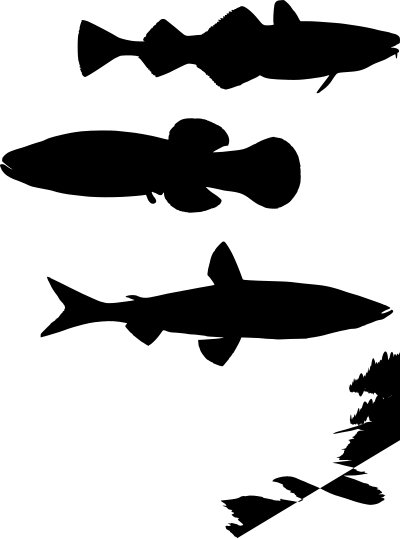 Fish clipart