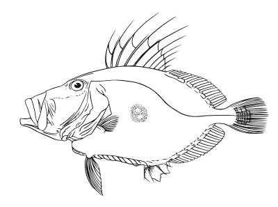 Fish clipart