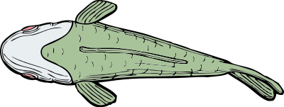Fish top view clipart