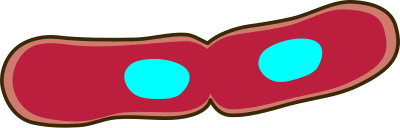 Fission of bacteria clipart