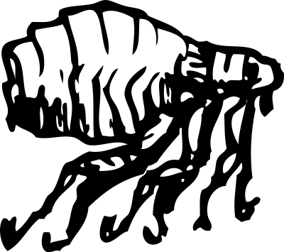 Flea clipart