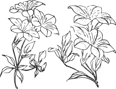 Fleurs de thé clipart