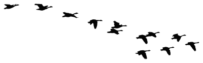 Flock Of Flying Geese Silhouette clipart