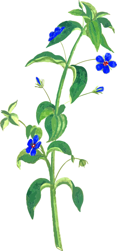 Flower 16 clipart