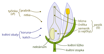 Flower components clipart
