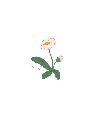 Flower Daisy clipart