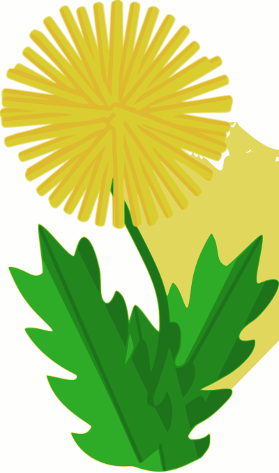 Flower - dandelion clipart