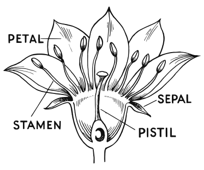 Flower parts clipart