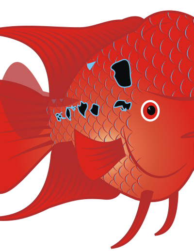 Flowerhorn Fish 2 clipart