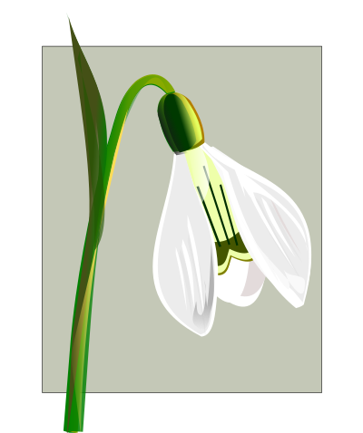 Flowers snowdrop clipart