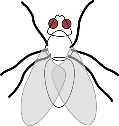 Fly 01 clipart