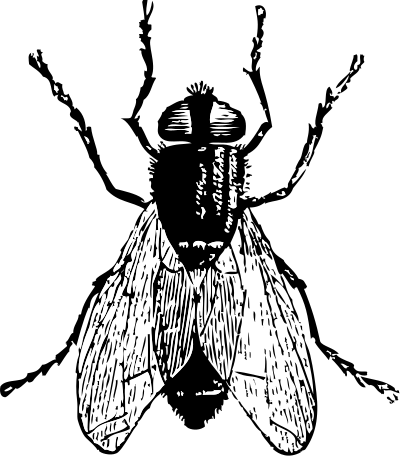 Fly clipart
