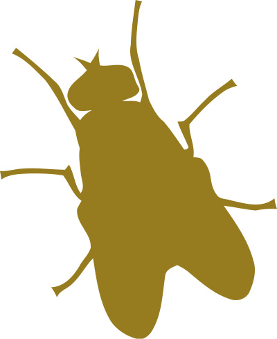 Fly clipart
