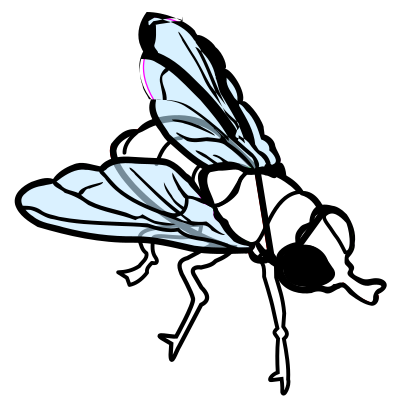 Fly - coloured clipart