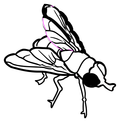 Fly - lineart clipart