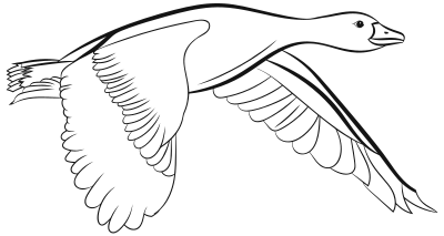 Flying Duck Line Art clipart