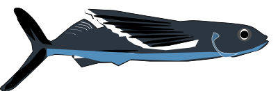 Flying fish clipart