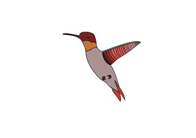 Flying humming bird clipart