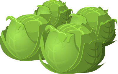 Food Cabbage clipart