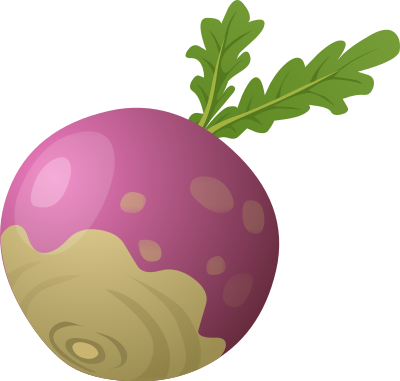 Food Turnip clipart