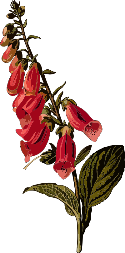 Foxglove (smaller file) clipart
