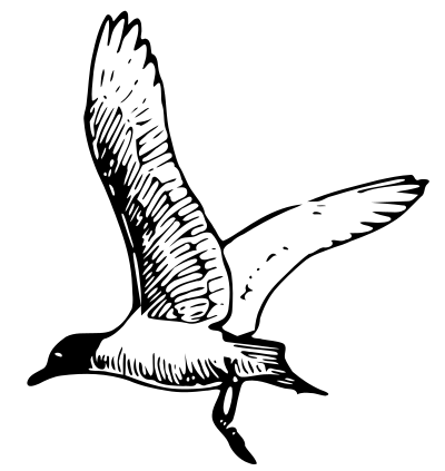 Franklins Gull clipart