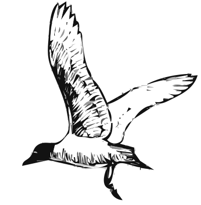 Franklins Gull Bird clipart