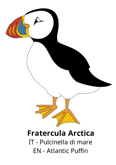 Fratercula Arctica clipart