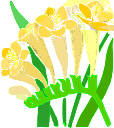 Fresia clipart