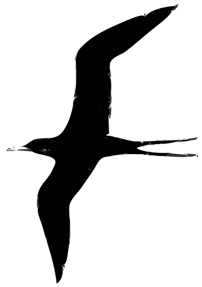 Frigate bird clipart