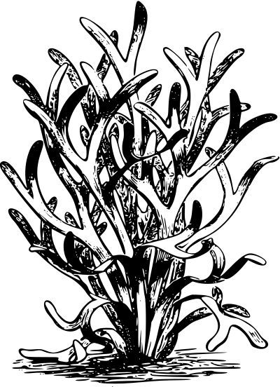 Fucoid clipart