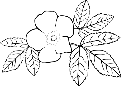 G GG rosa acicularis 2 clipart