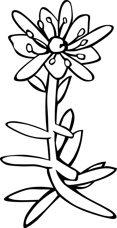 G GG saxifraga aizoides 2 clipart