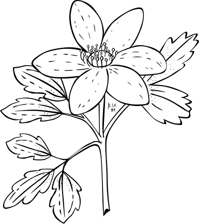 G KU anemone piperi 2 clipart