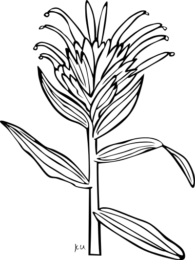 G KU castilleja miniata 2 clipart