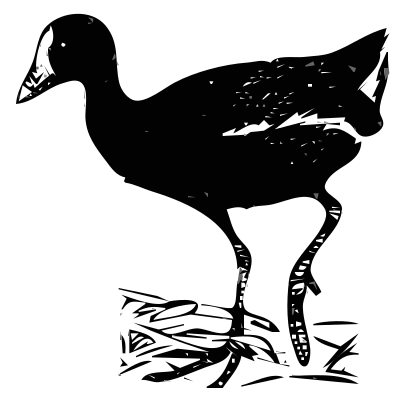 Gallinule Bird clipart