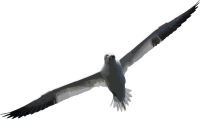 Gannet clipart