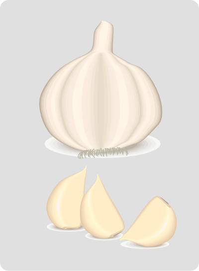 Garlic clipart