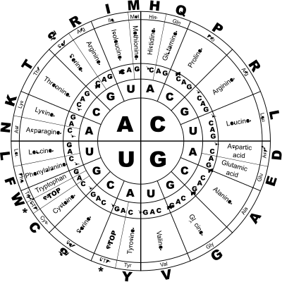 Genetic Code RNA BW clipart