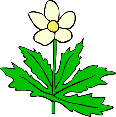 GG anemone canadensis clipart