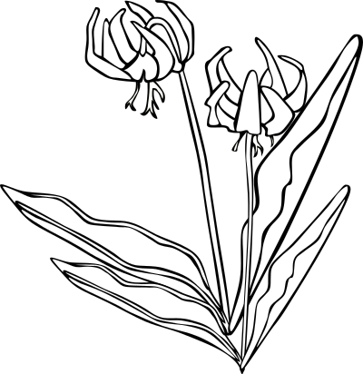 GG Erythronium grandiflorum clipart
