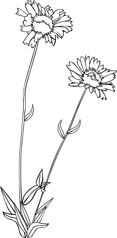 GG Gaillardia aristata clipart